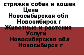 стрижка собак и кошек › Цена ­ 1 000 - Новосибирская обл., Новосибирск г. Животные и растения » Услуги   . Новосибирская обл.,Новосибирск г.